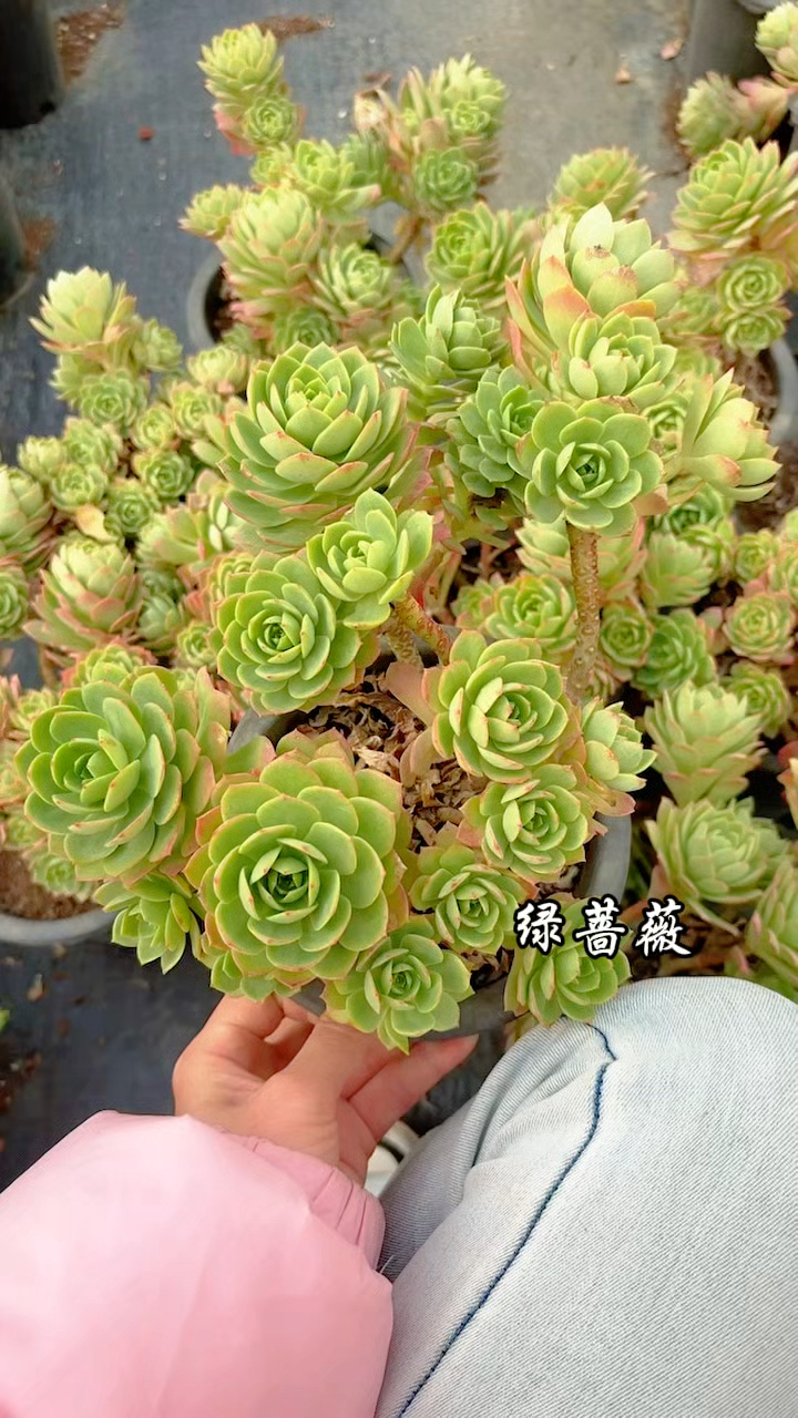 多肉植物绿蔷薇,一朵朵好娇小