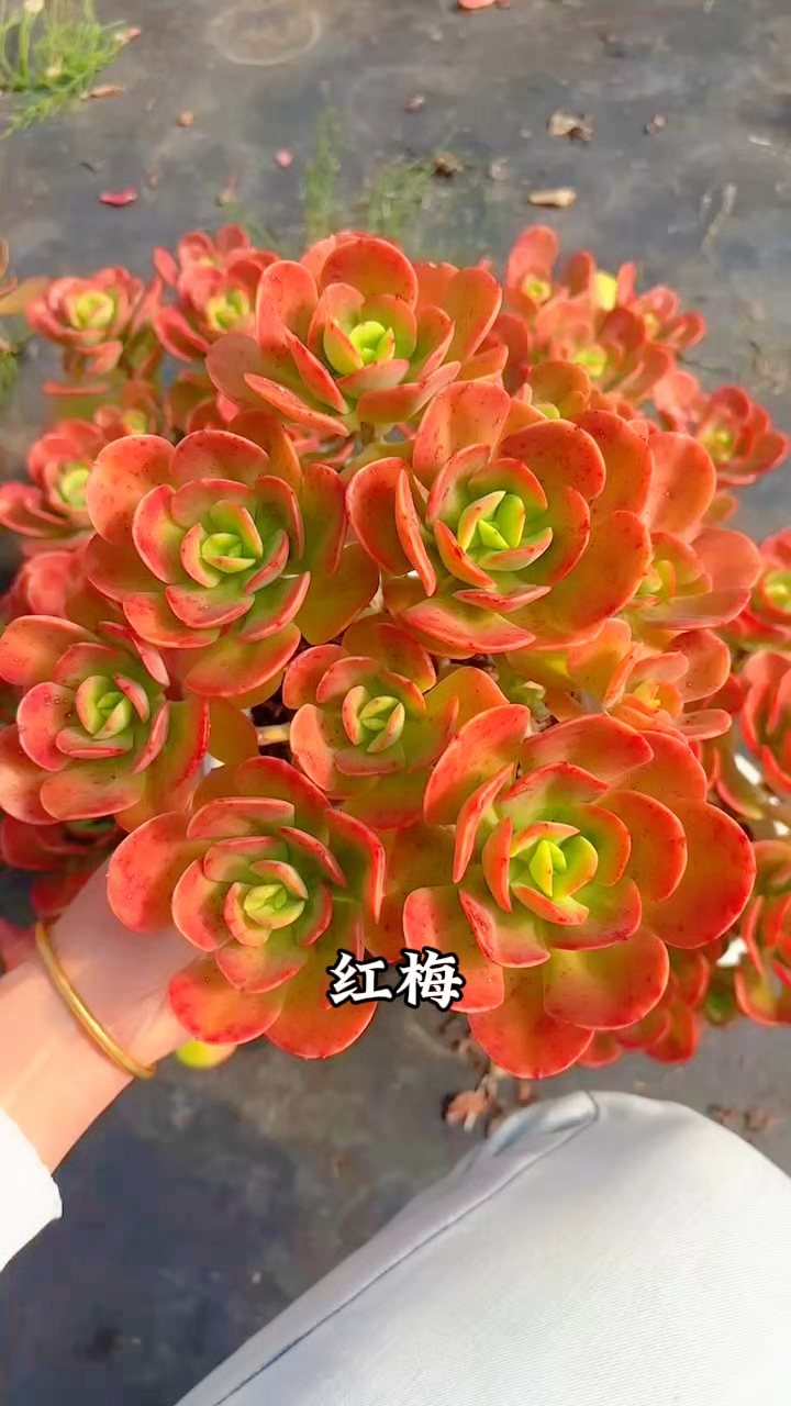多肉植物品种图鉴,红梅