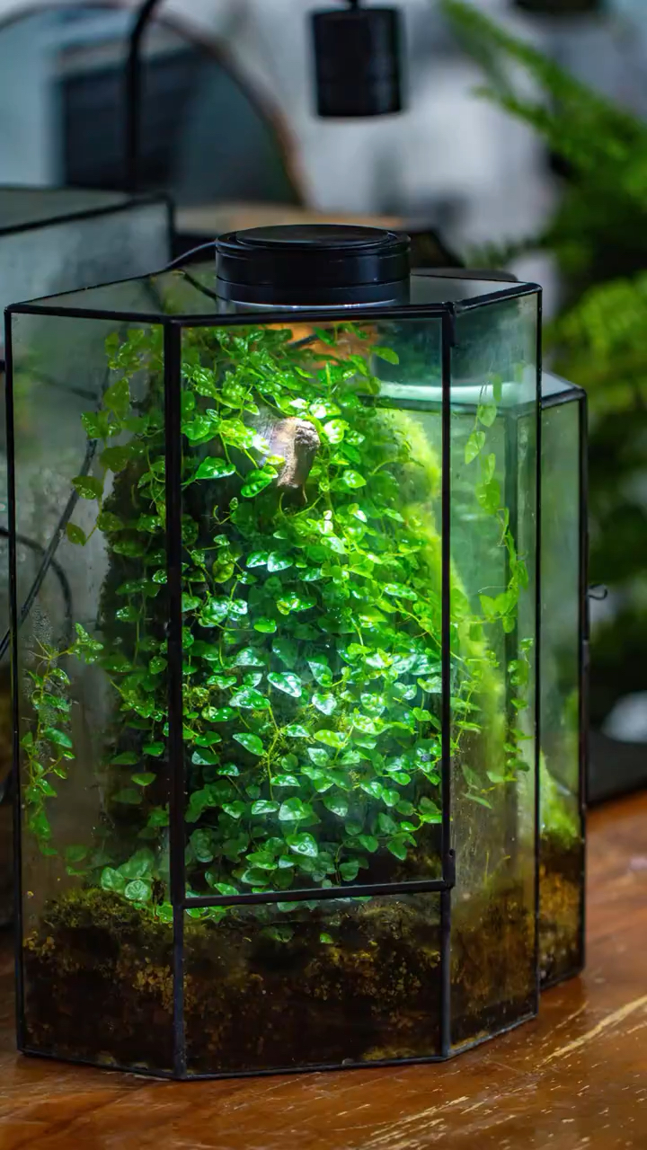 微景观里面什么植物最好养?薜荔当仁不让