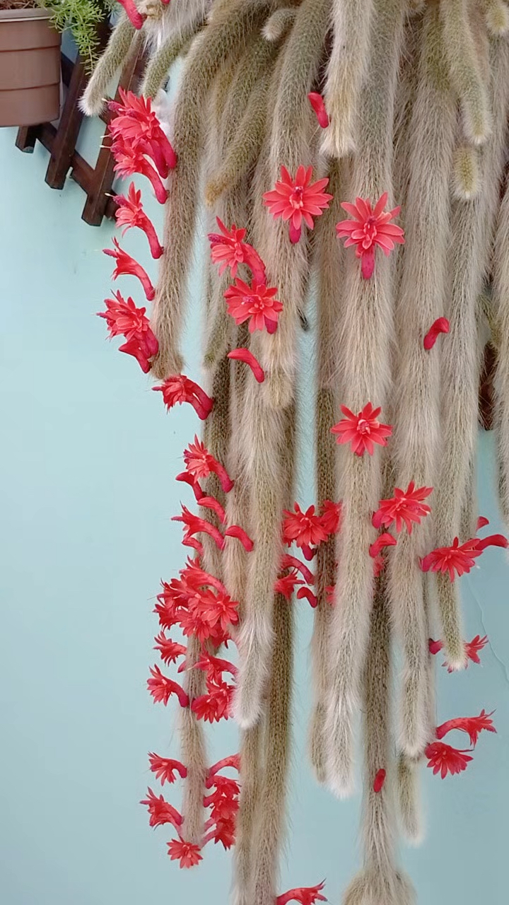 多肉植物九尾狐,开花很有特色