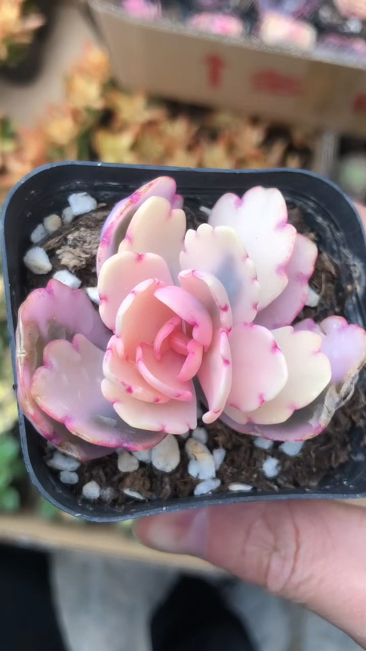 多肉植物玉吊钟,又叫蝴蝶之舞