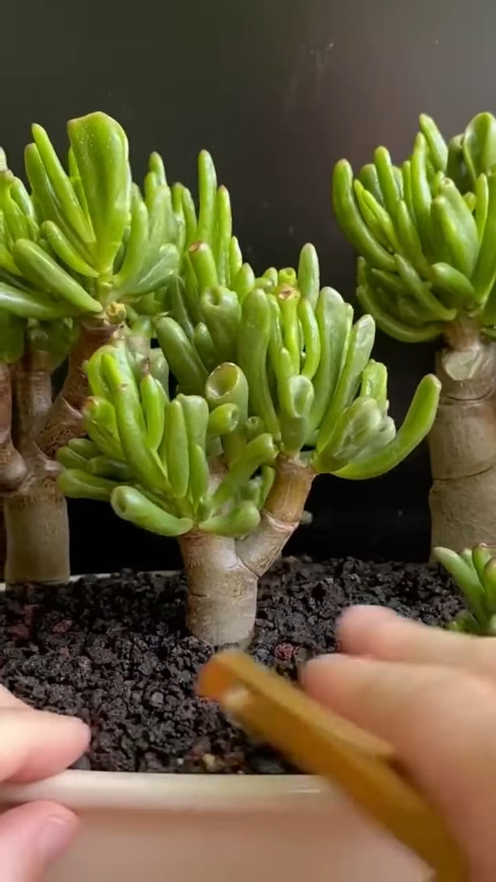 多肉植物盆景,吸财树丛林