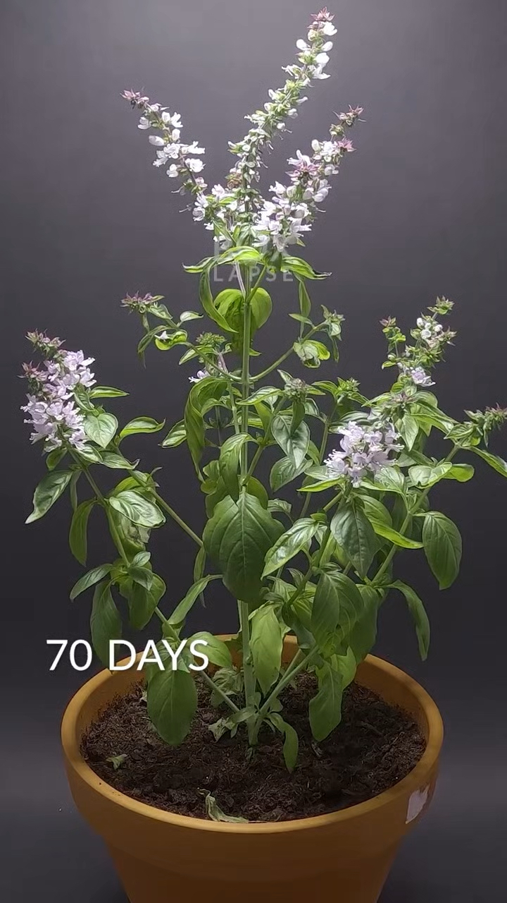 罗勒的花见过吗?看它如何从种子到开花