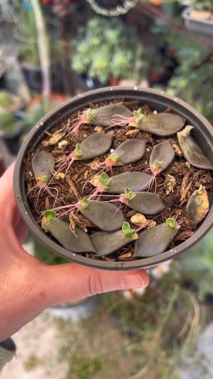 黑王子,是为数不多颜色呈现黑色的多肉植物