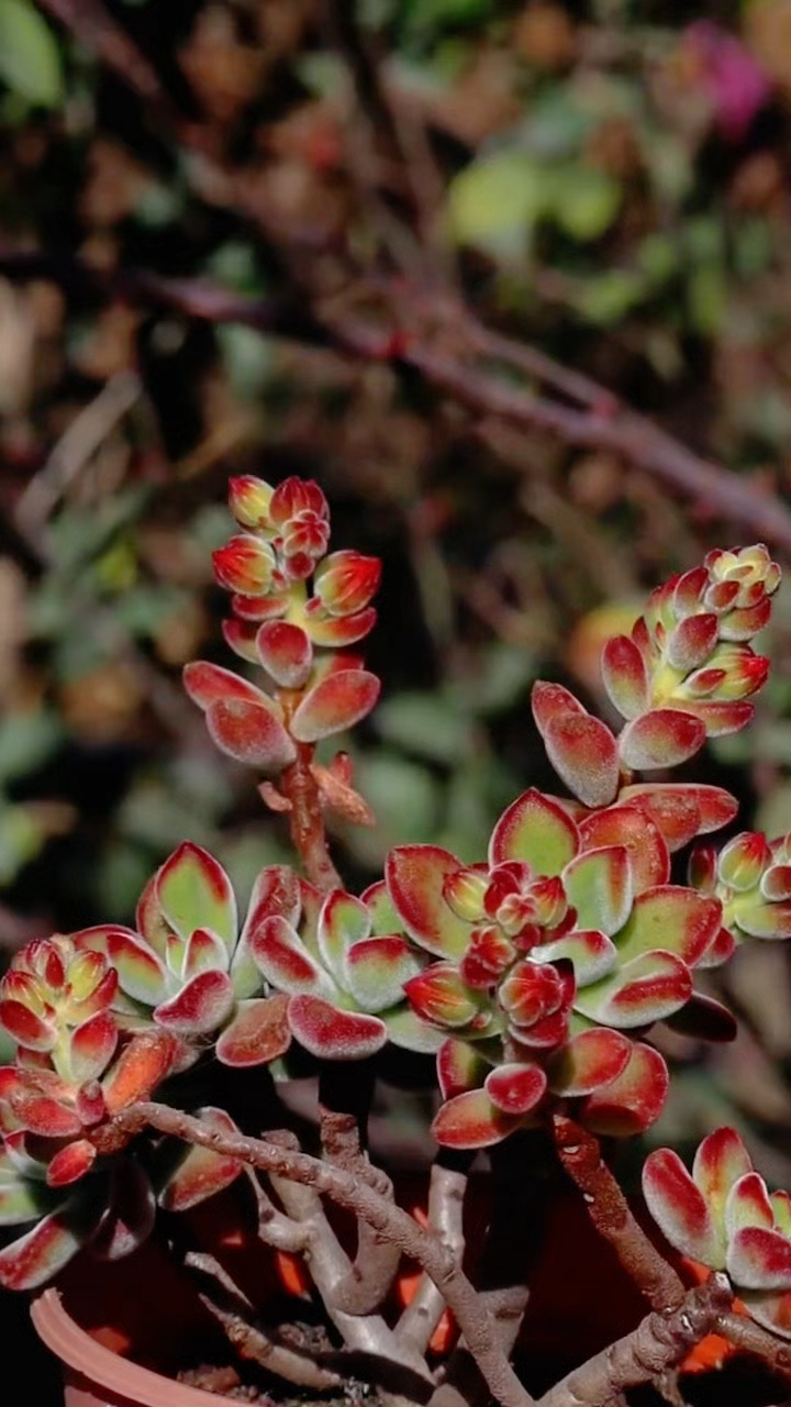 多肉植物开花吗?看看锦晃星的花蕾