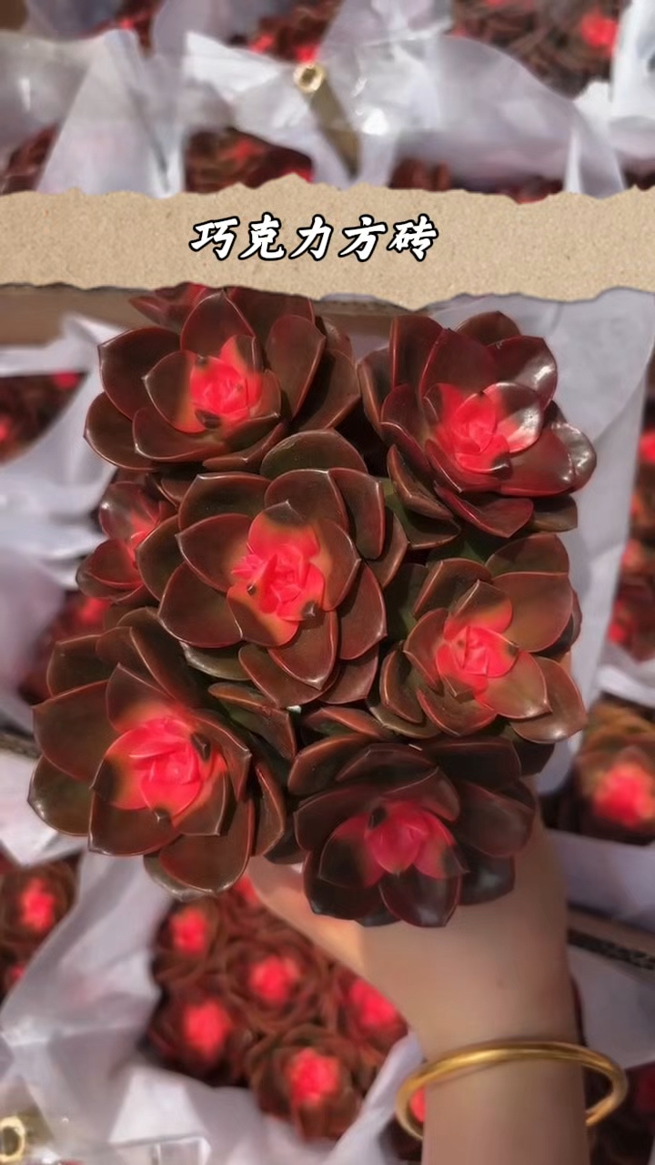 药锦多肉植物,巧克力方砖