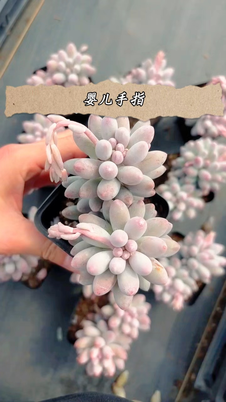 多肉植物婴儿手指,像手指吗?