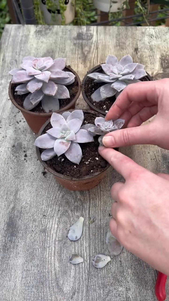 多肉植物紫乐,砍头扦插繁殖