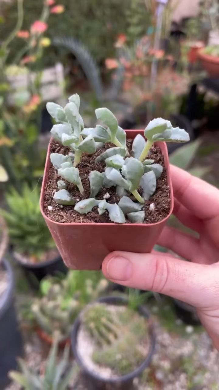 多肉植物白凤菊,砍头繁殖