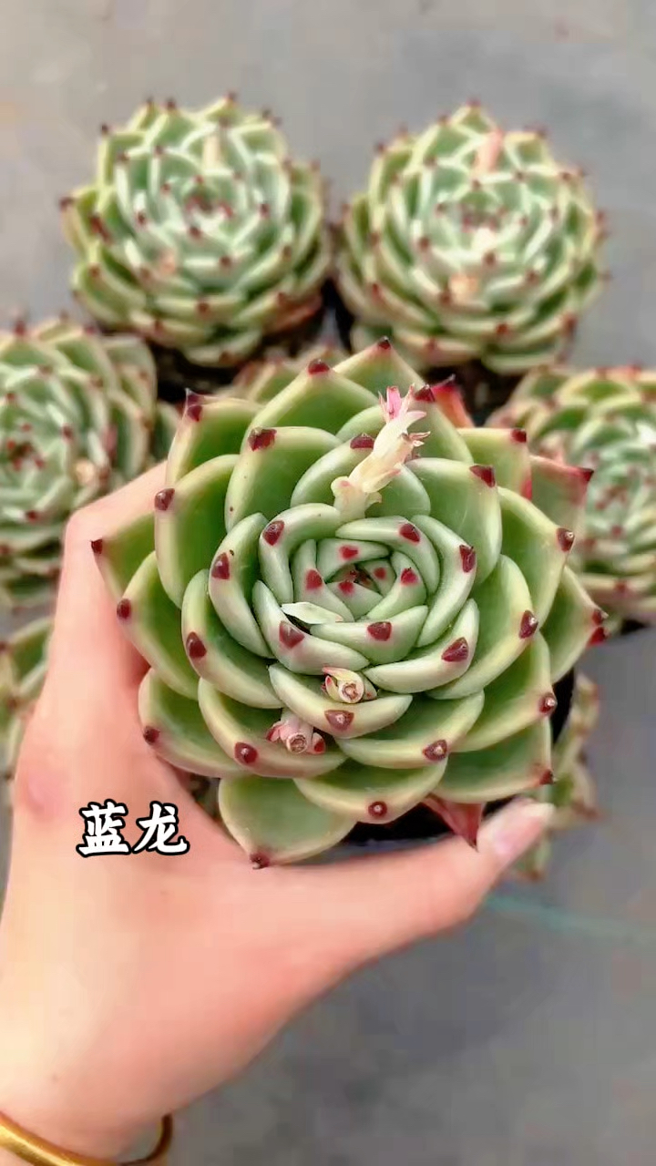 多肉植物欣赏,蓝龙
