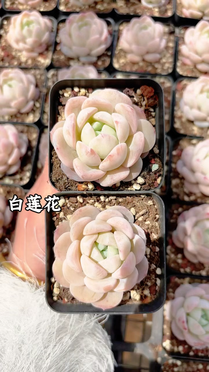 多肉植物欣赏,白莲花
