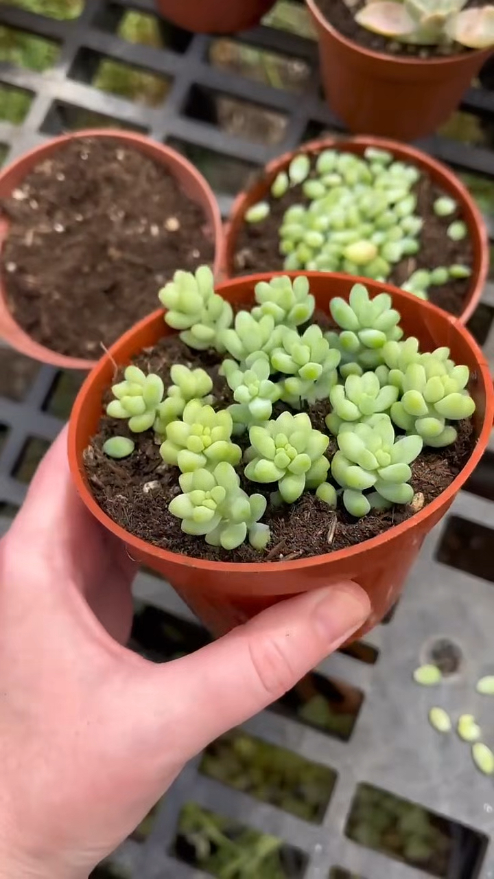 多肉植物繁殖,翡翠景天叶插