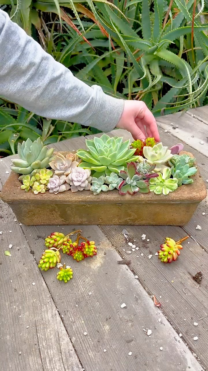 多肉植物拼盘制作