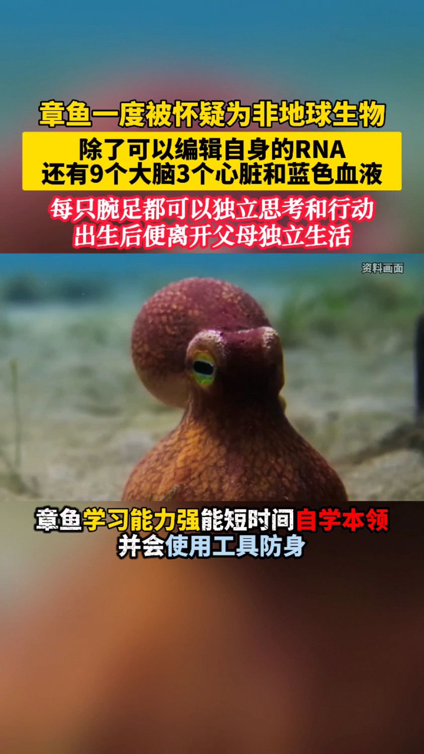 章鱼一度被怀疑为非地球生物!拥有9个大脑3个心脏!