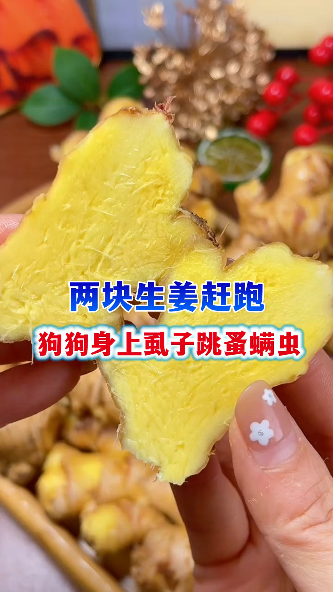两块生姜赶跑狗狗身上的虱子跳蚤螨虫