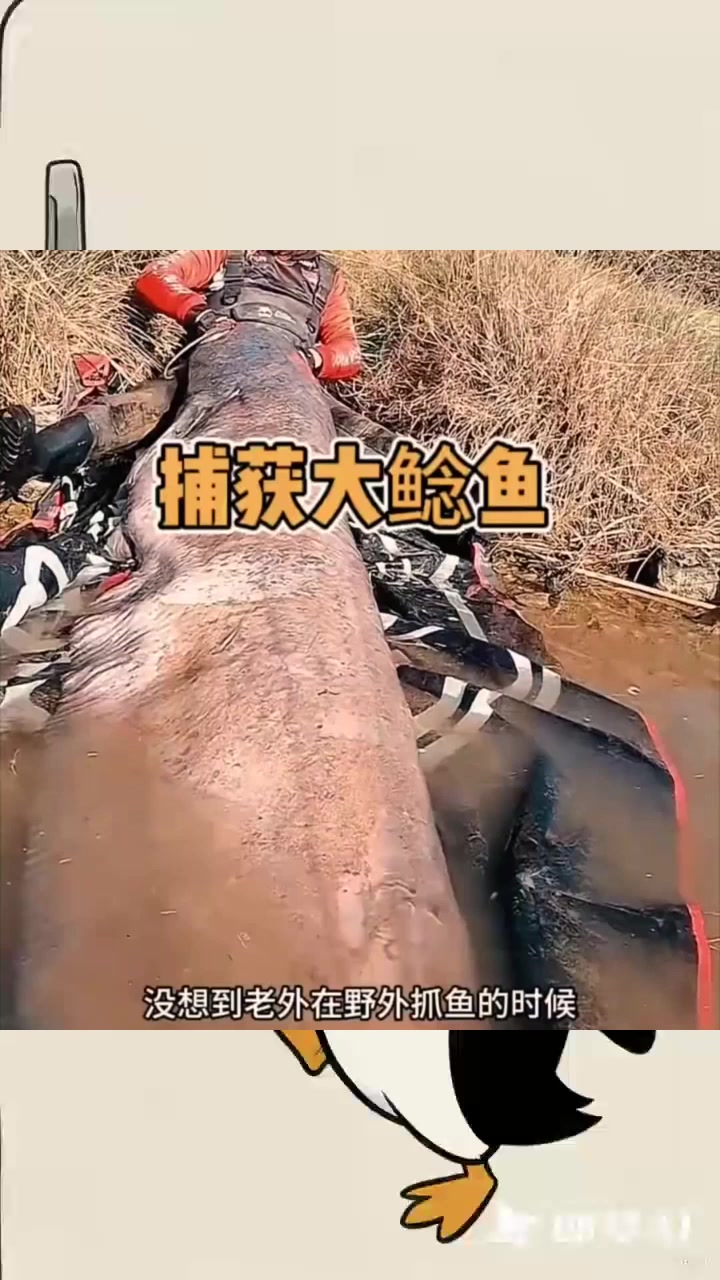 国外男子捕获的超长大鲢鱼