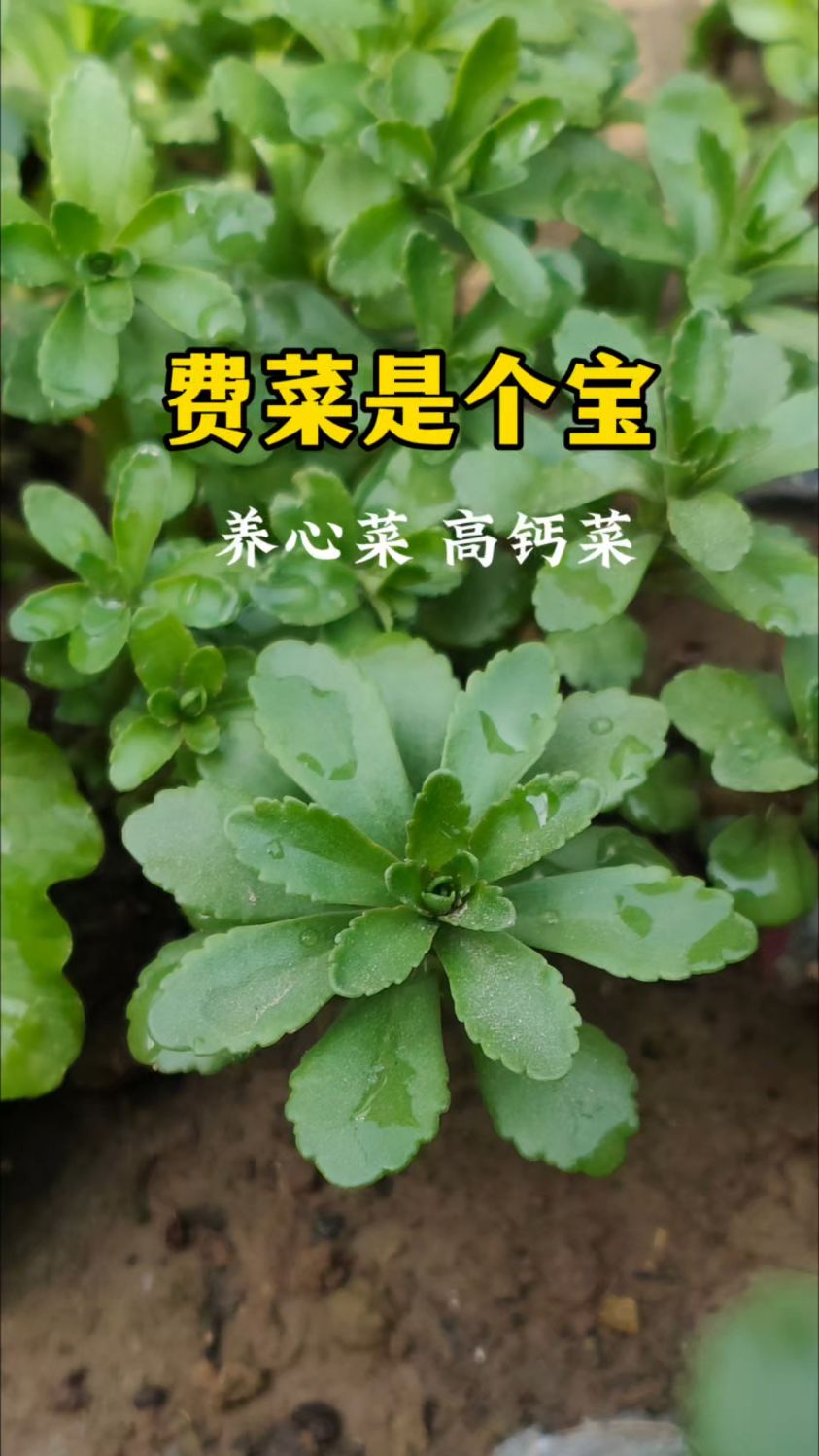 全网爆火的救心菜居然长这样,拍给大家看看,你认识吗?