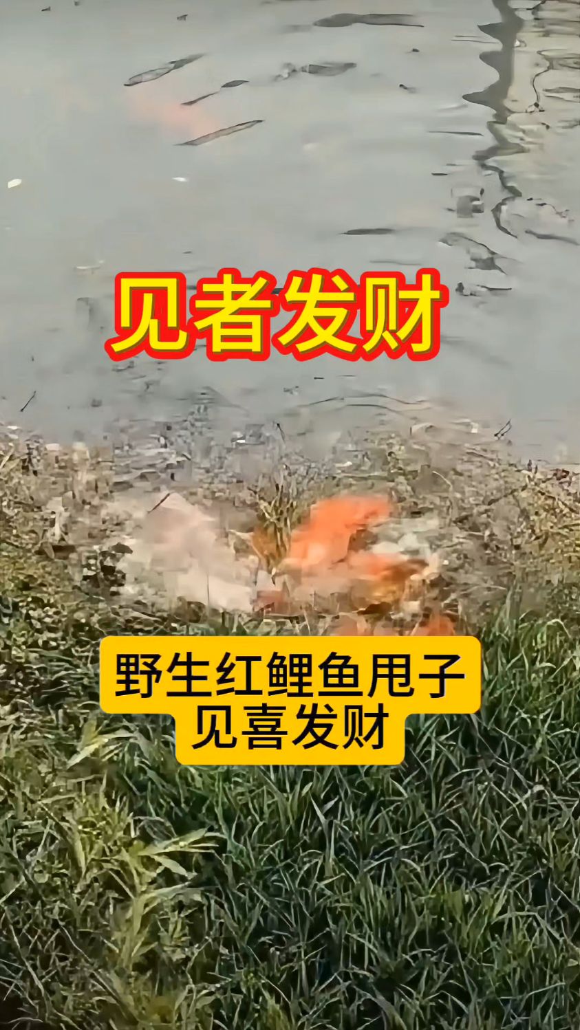 见者发财了！野生红鲤鱼甩籽，难得一见的场景！
