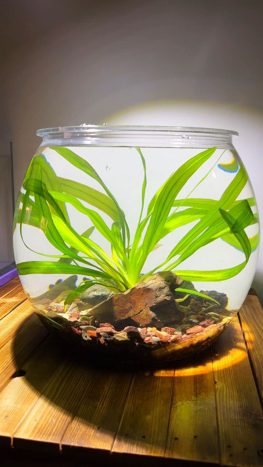 不怕摔的大肚子鱼缸,今天用他来开个古法缸。#鱼缸造景 #古法养鱼