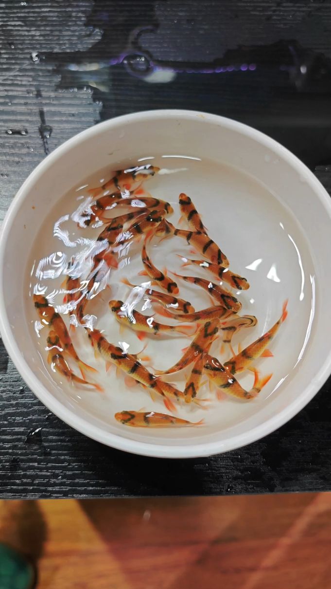 虎皮鱼#养鱼日记 #虎皮鱼 #观赏鱼养殖