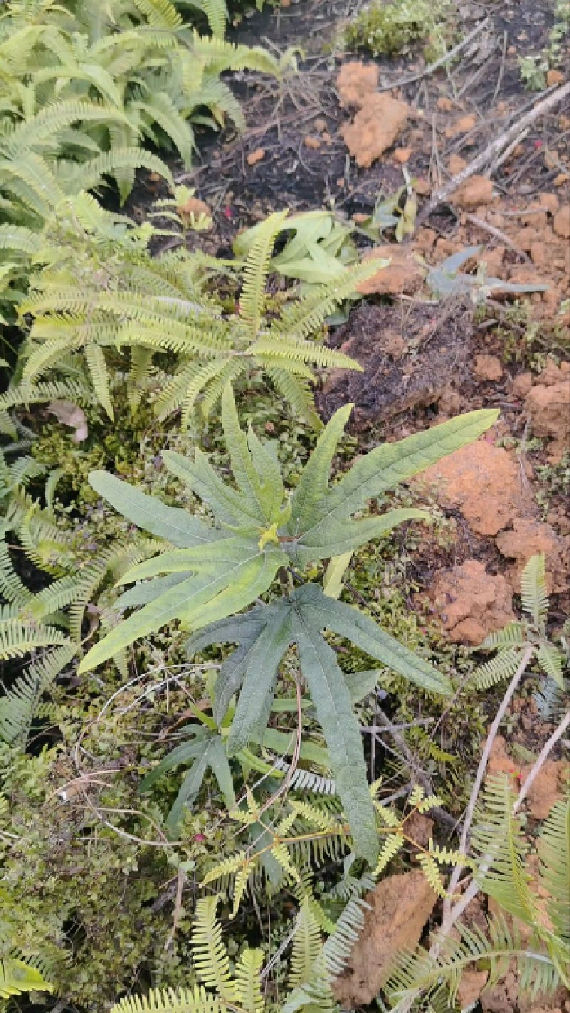 五指毛桃有健脾补肺祛湿功效，可以煲鸡汤一起汤水甜有想要的联系