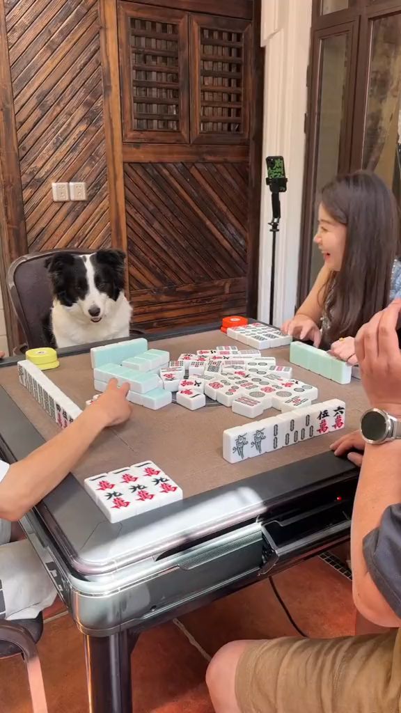 我想看看有多少人是要吃狗肉的