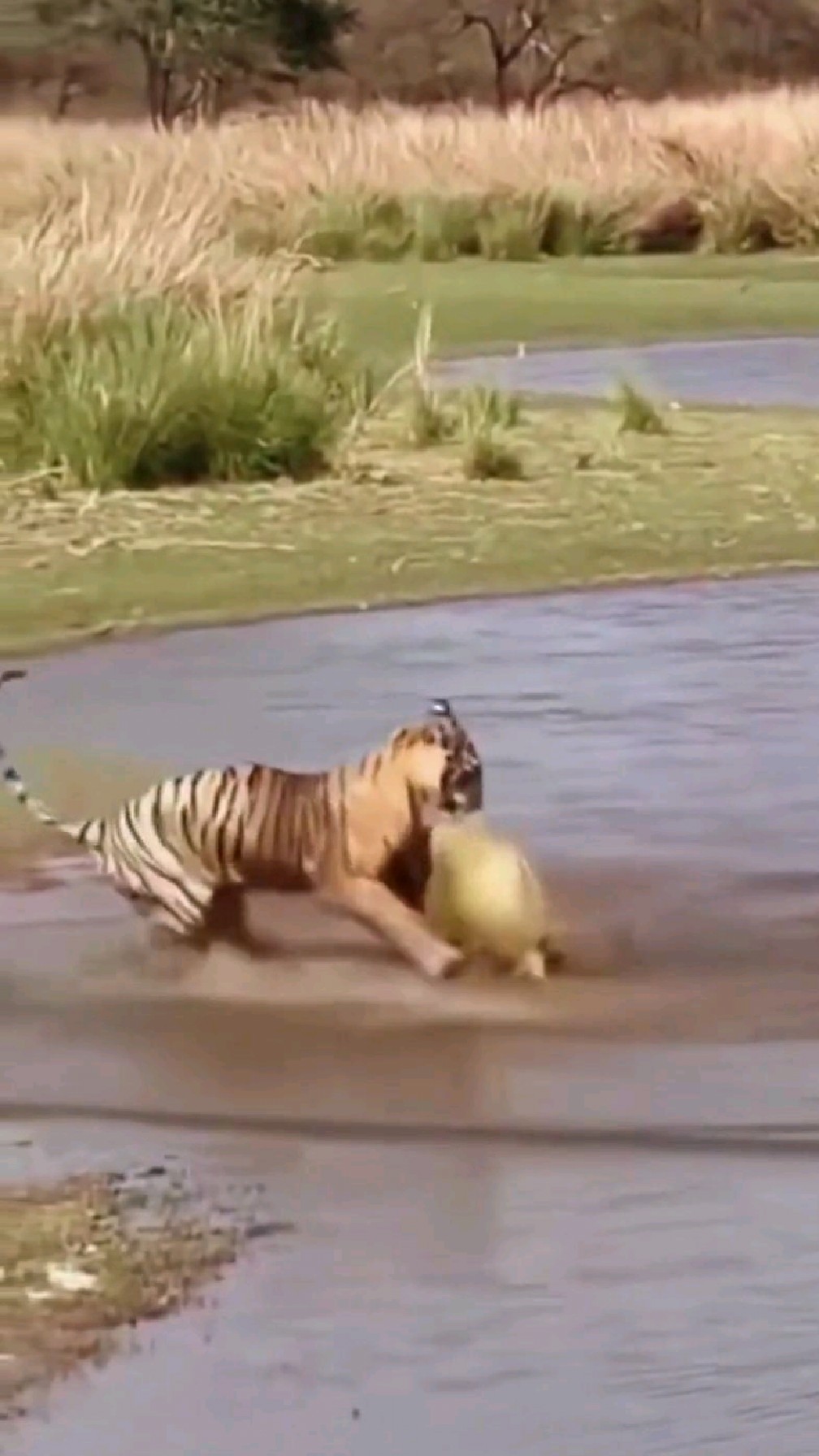 老虎捕猎百年甲鱼补补身子