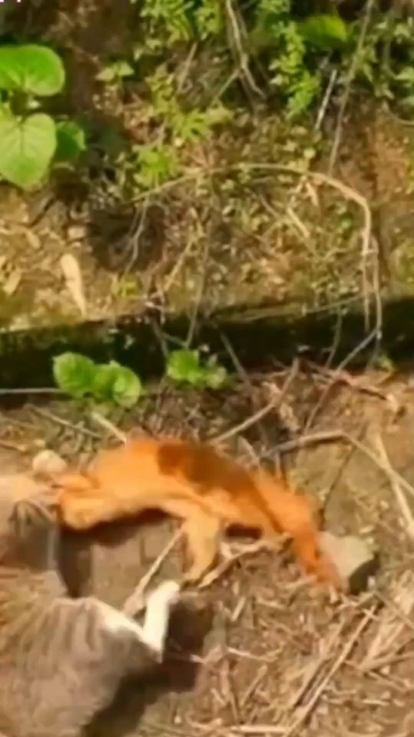 偷吃老母鸡的黄鼠狼被战斗力爆表的猫咪给捉住