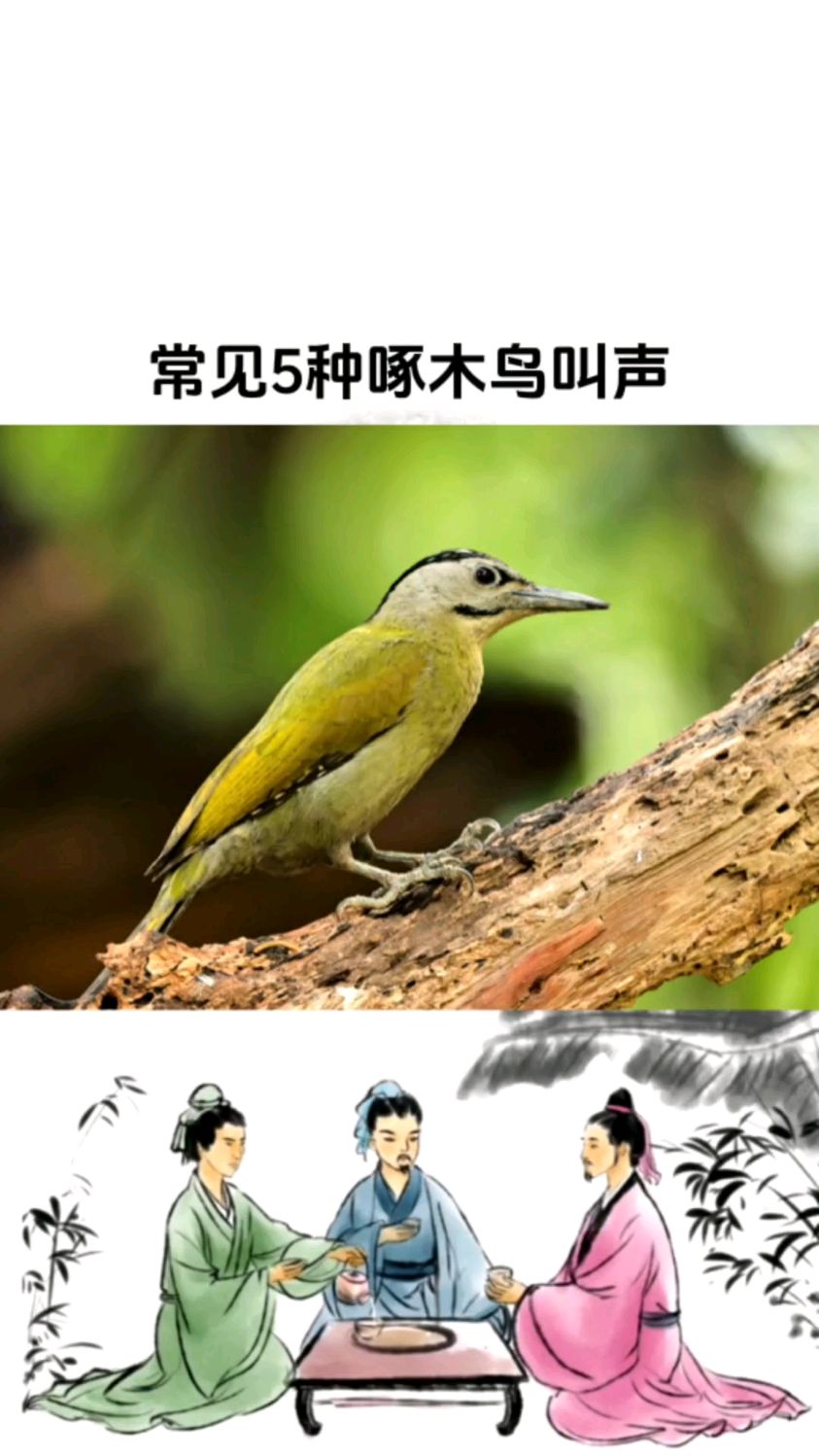 常见5种啄木鸟叫声,你都见过几种?