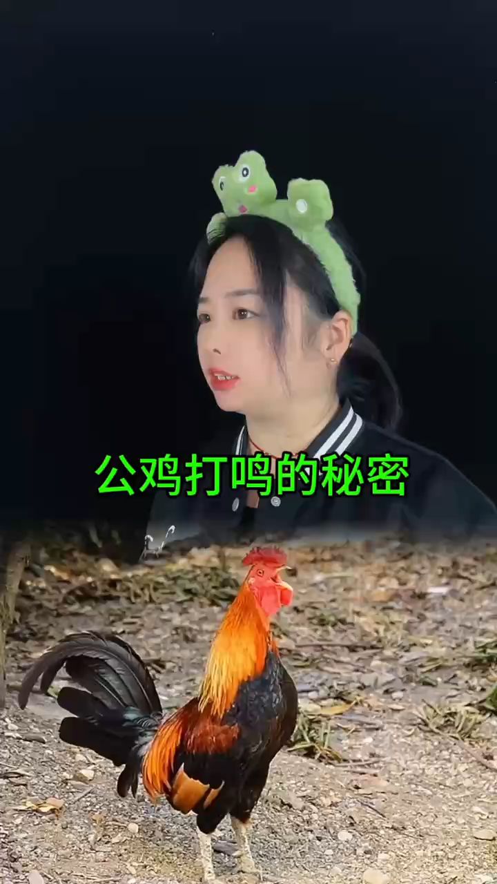 公鸡为什么每天早上会打鸣?