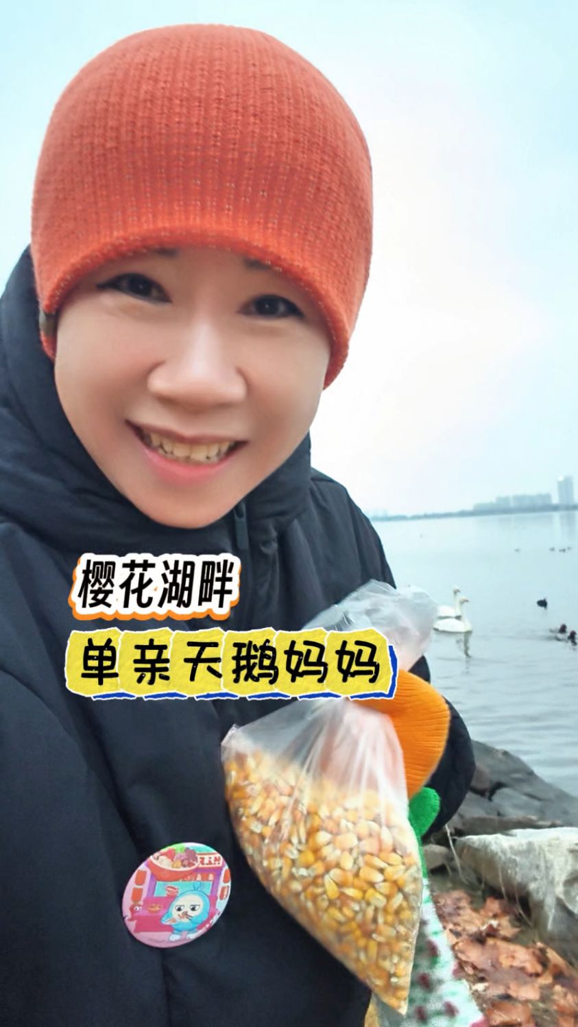 美丽又从容！樱花湖畔的天鹅单亲妈妈，独自带着两个身强力壮的娃
