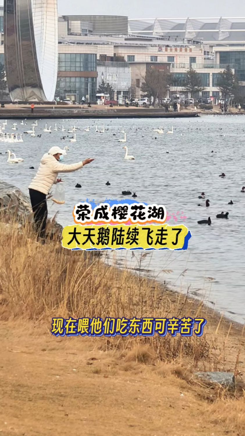 从荣成到大连只需3小时!大天鹅回迁,到达贝加尔湖需要飞多久?
