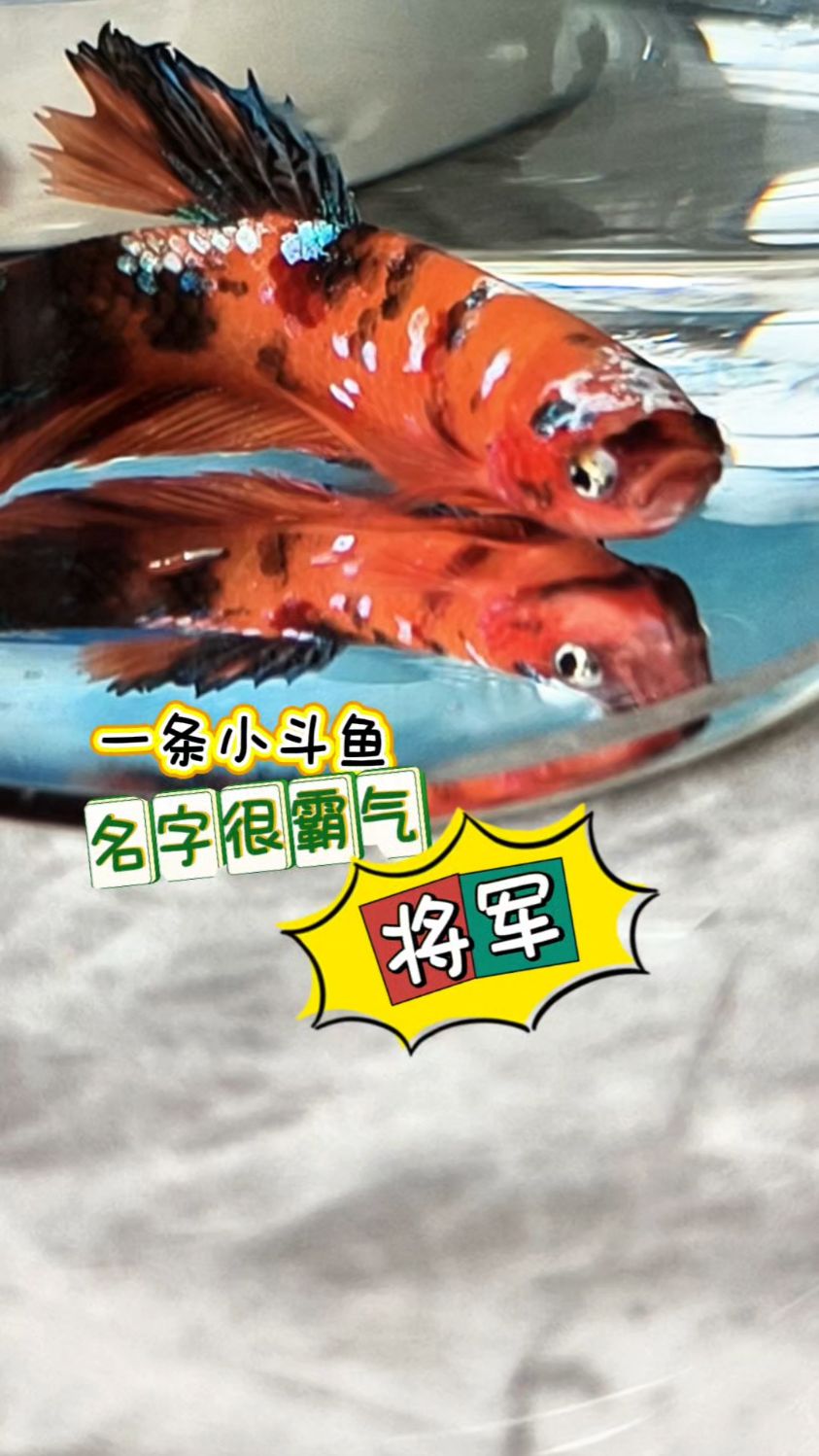 开箱开心！我家来了一条小斗鱼，两个鸳鸯眼，分别涂白黑眼影