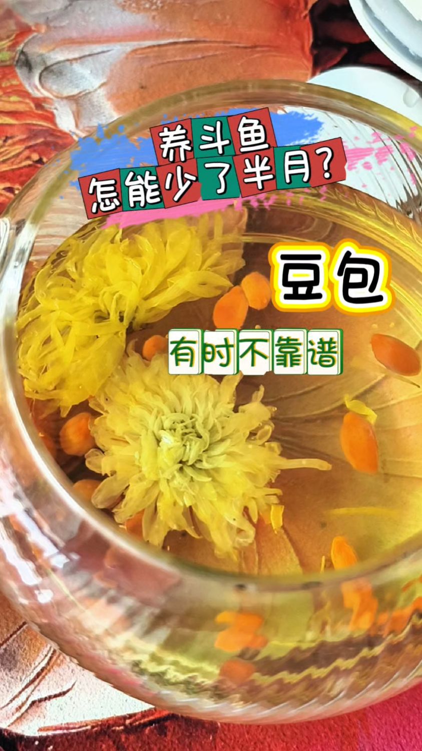 养斗鱼，怎能缺少大尾巴半月？胡笑笑那么信赖豆包，结果这次掉坑