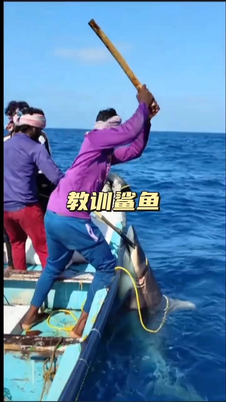 鲨鱼屡次偷吃渔民的金枪鱼,终于惹恼了野渔民,钓住后就棍棒教育