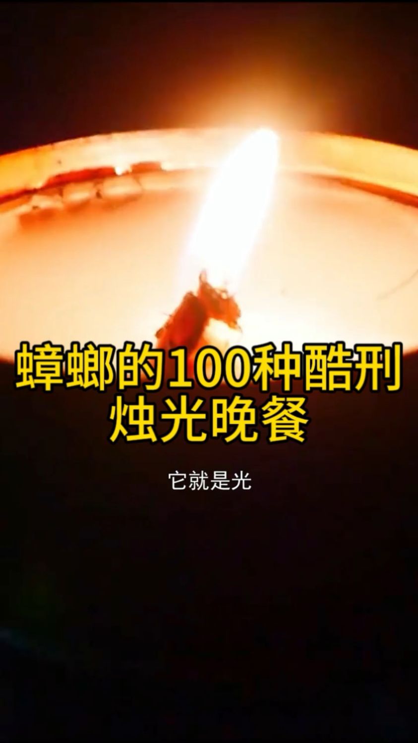 蟑螂的100种酷刑之烛光晚餐