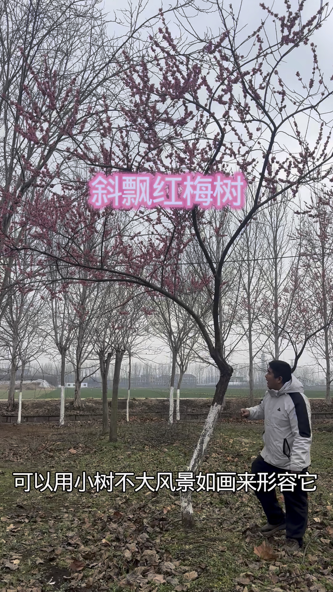 适合种在假山鱼池边的梅花树 #庭院景观树 #梅花