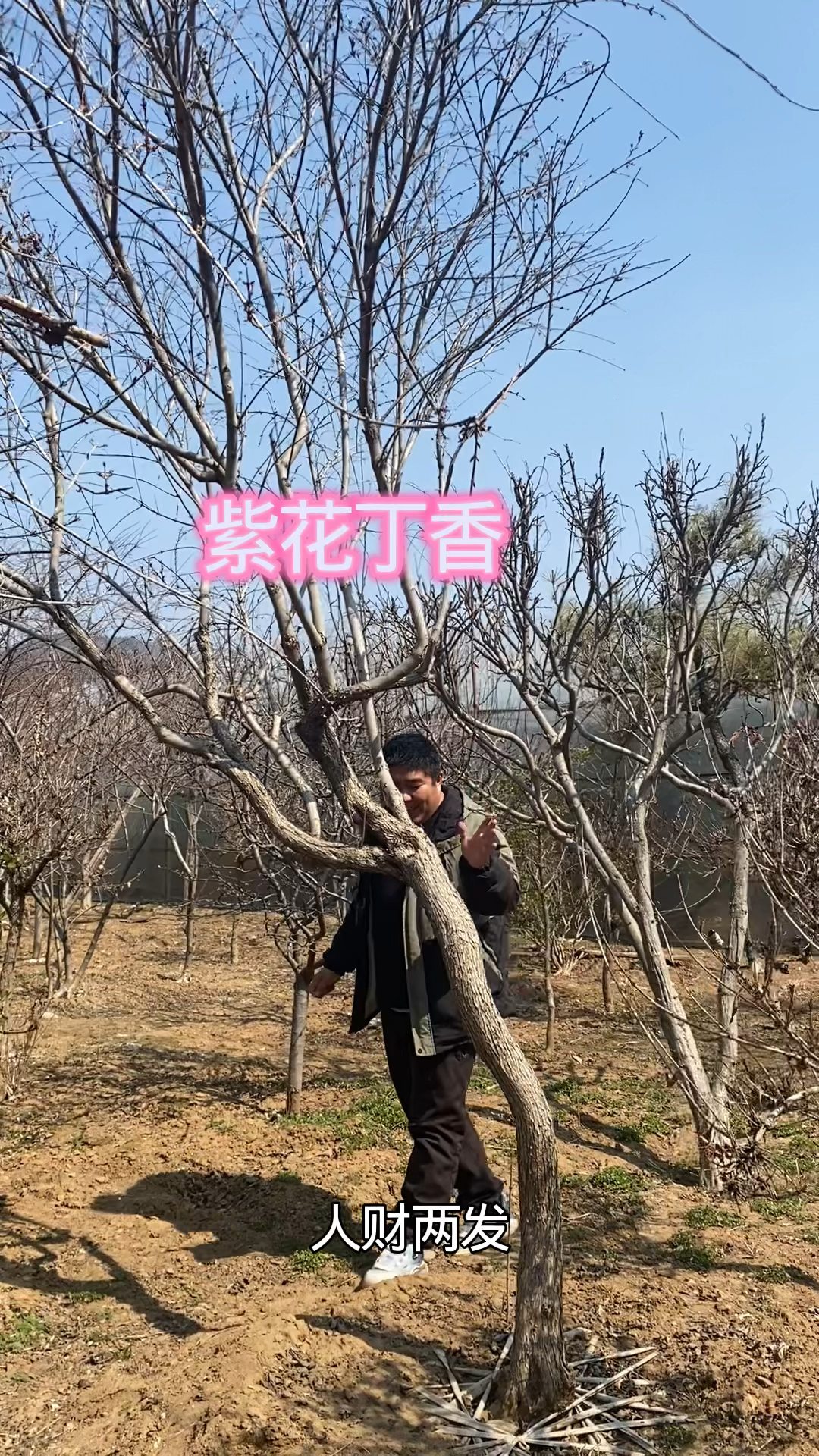 适合种在假山鱼池边的紫花丁香树