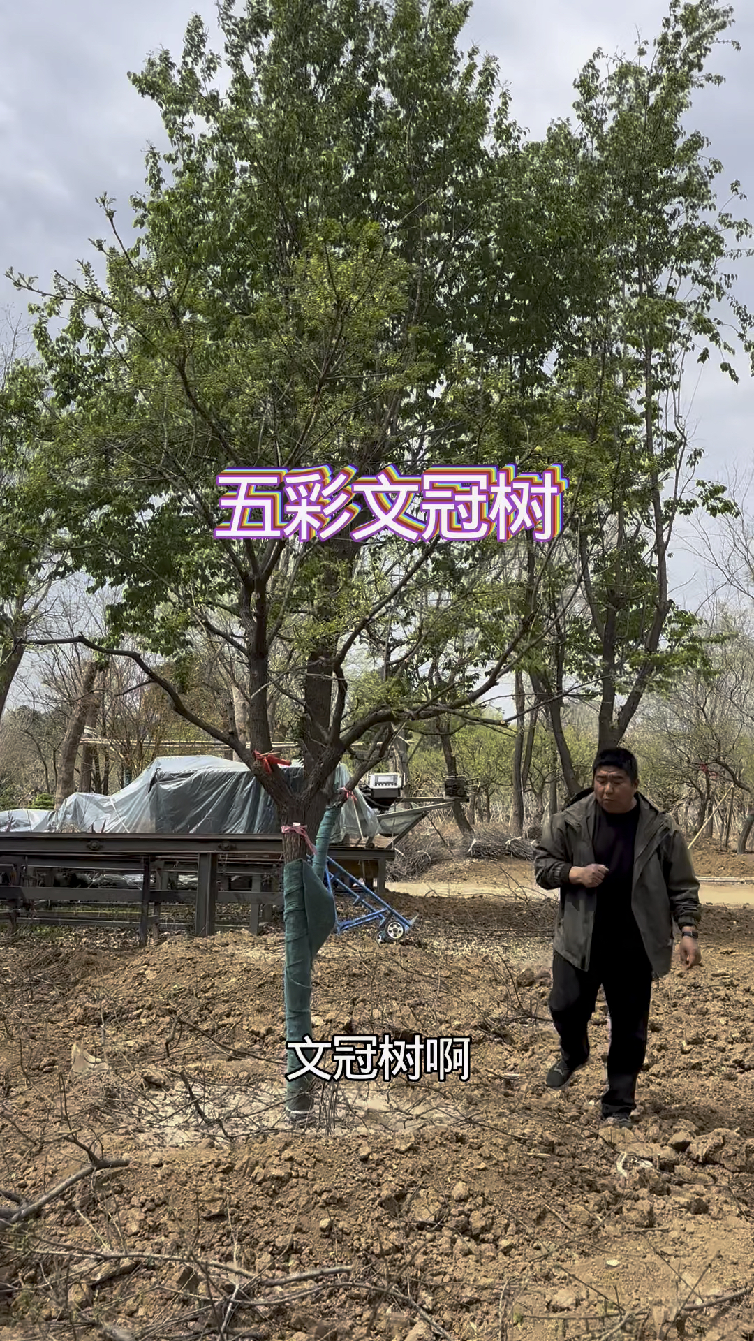 五彩文冠树，又被称为状元树#适合庭院种植的造型树 #文冠树