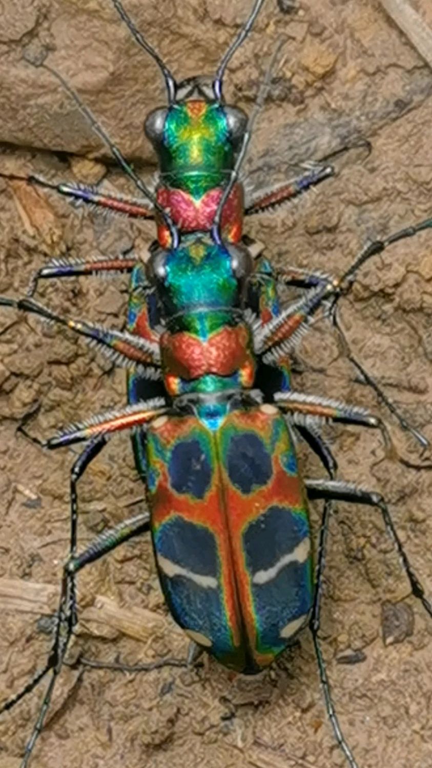 七彩天牛,稀有物种