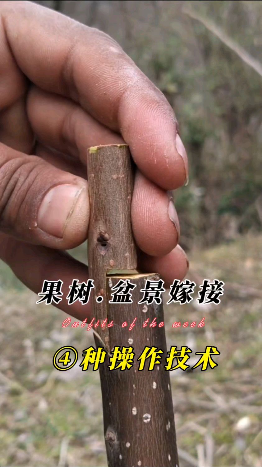 果树与盆景常用的四种嫁接技术示范,需要的朋友请收藏