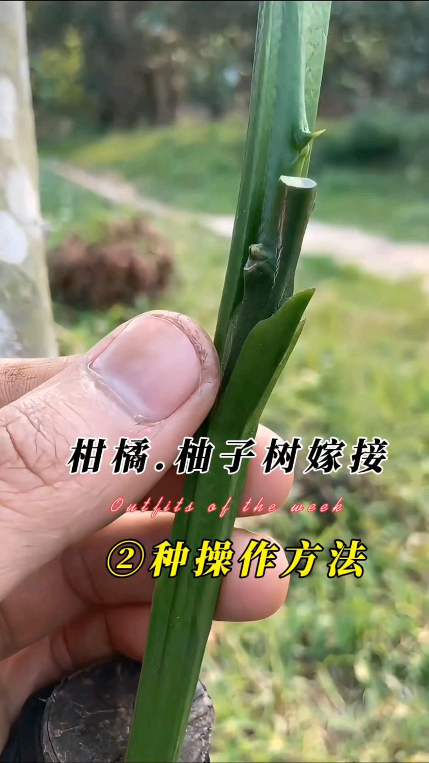 柑橘类柚子树春季常用二种嫁接技术