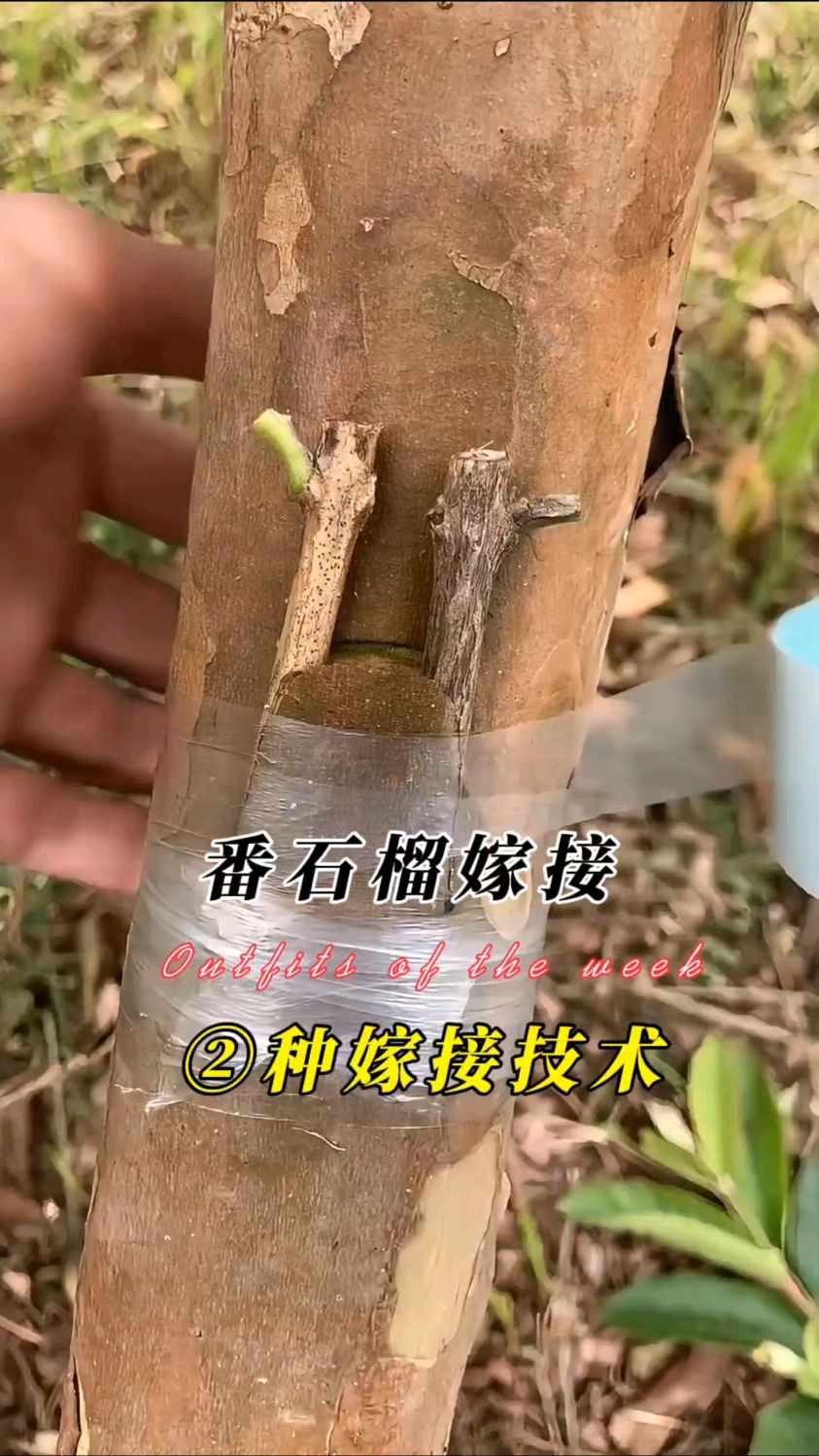 番石榴二种嫁接技术操作示范