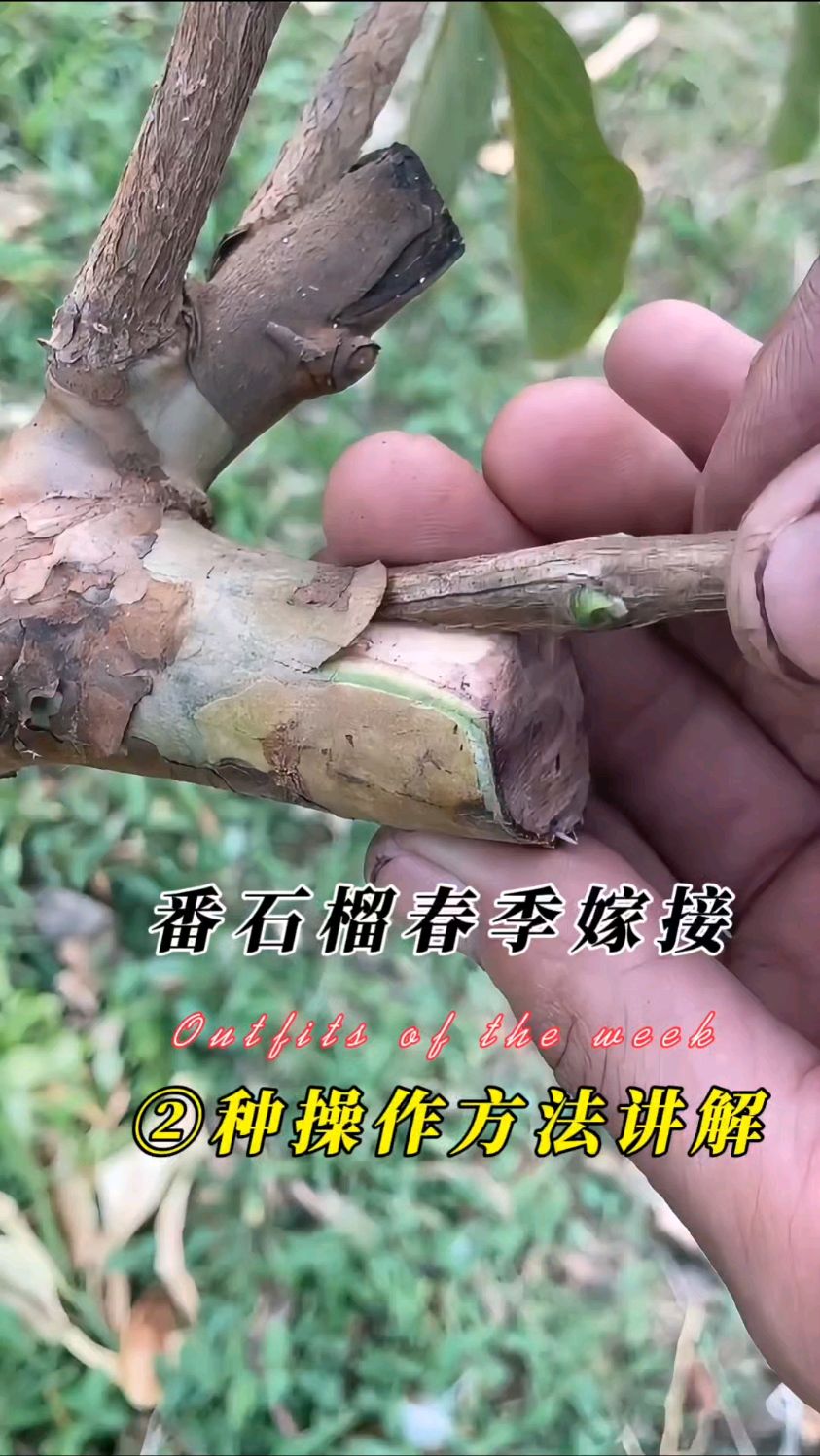 番石榴常用二种嫁接技术讲解,成活率高,操作简单有效