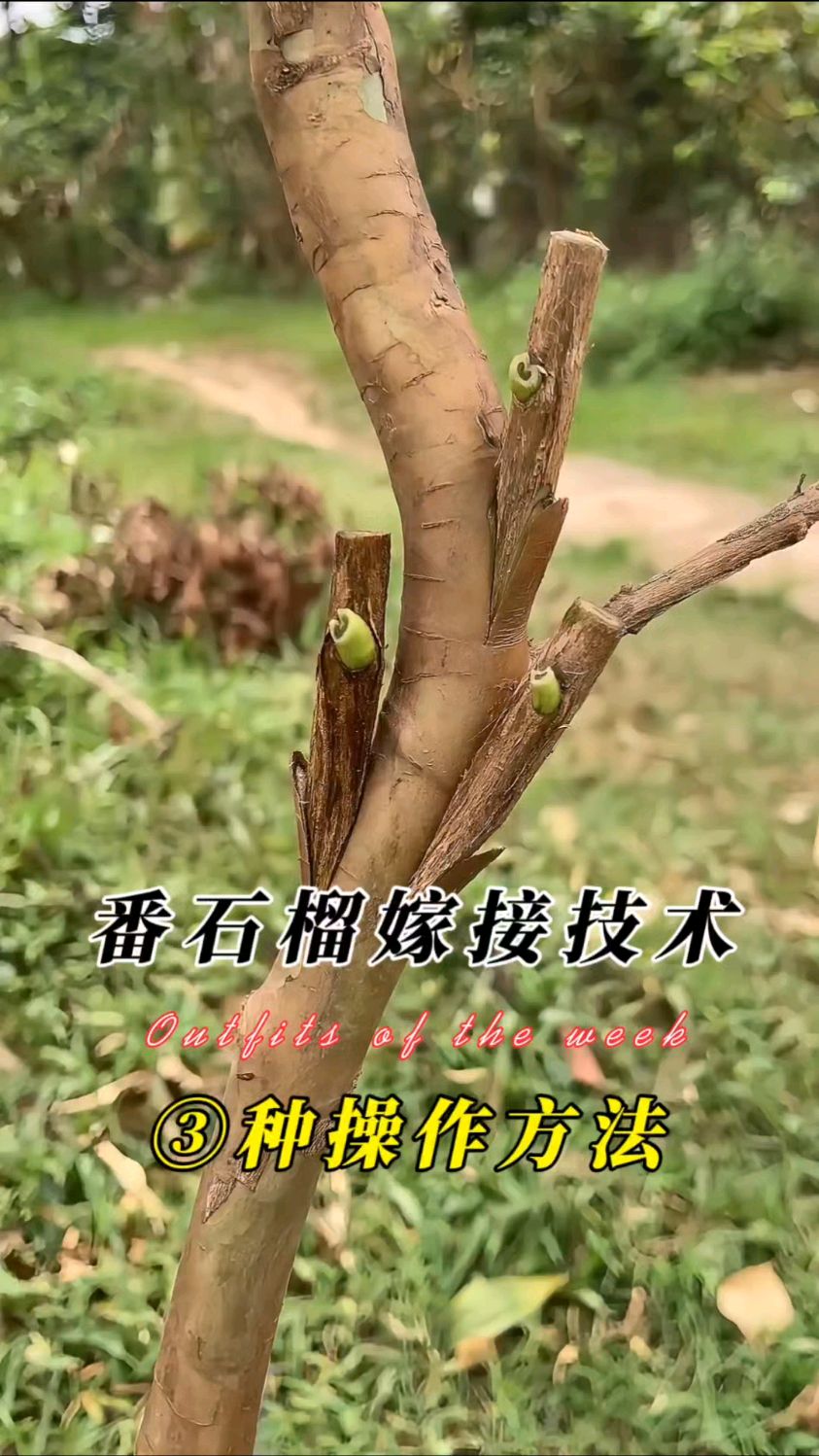 番石榴常用三种易操作嫁接技术