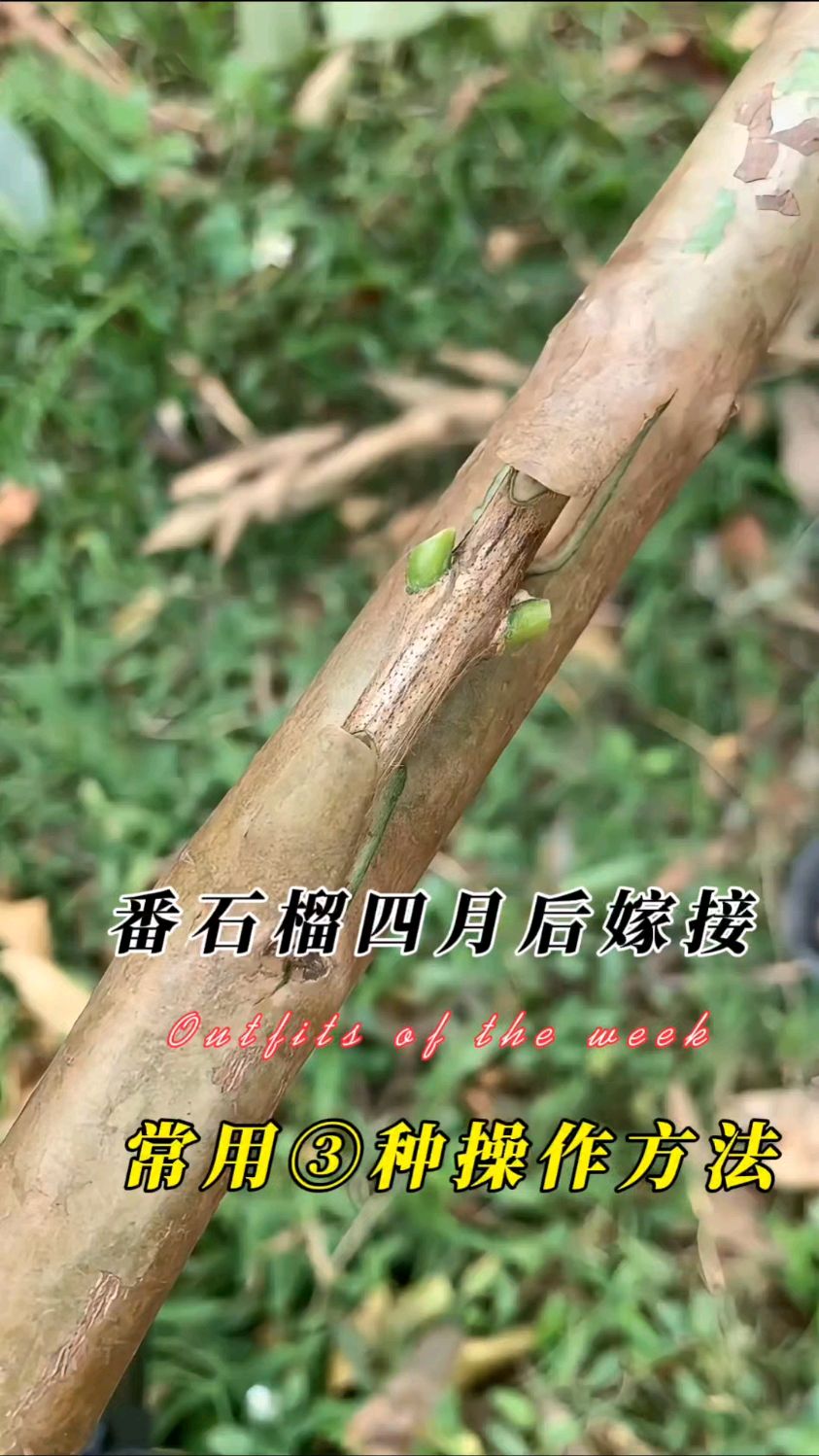 果树四至十月常用的三种嫁接方法,举例番石榴嫁接