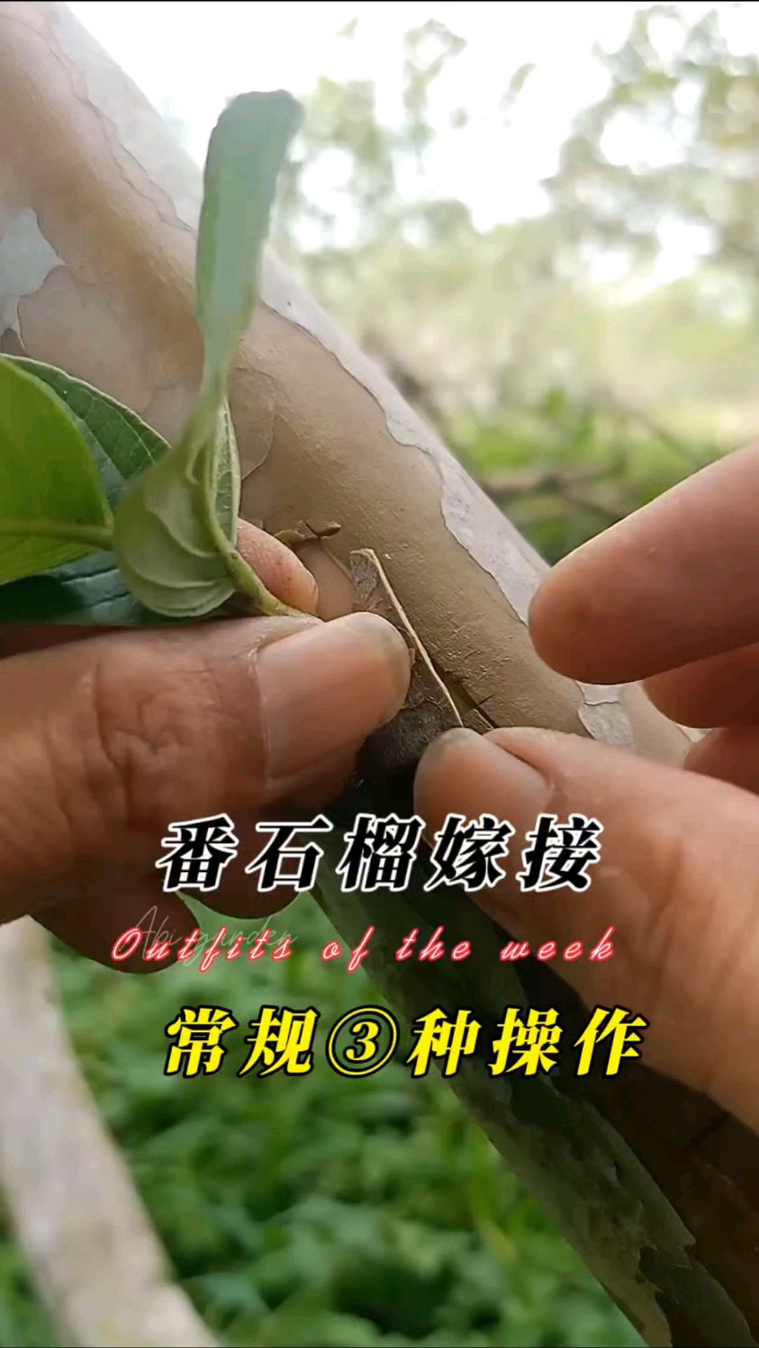 番石榴三种常规嫁接技术