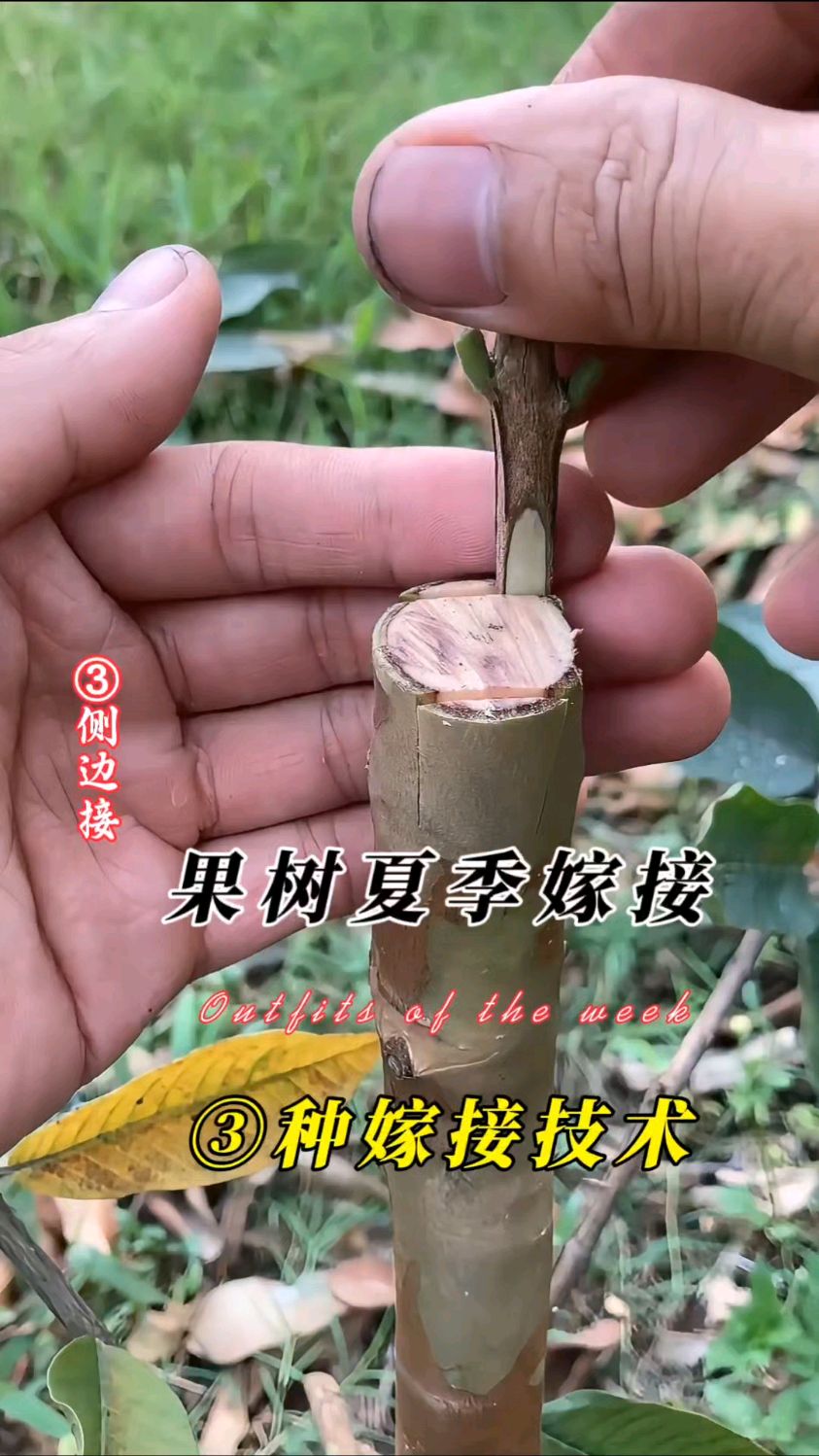 果树夏季嫁接常用的三种嫁接方法