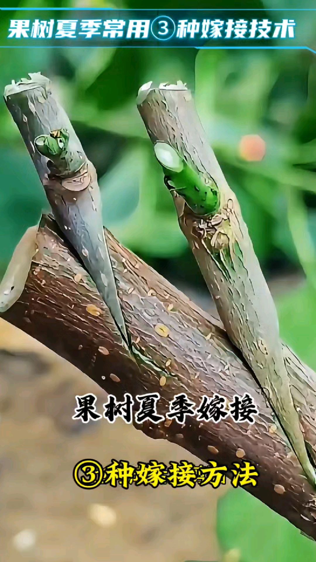 夏季五月果树嫁接常用的三种嫁接方法