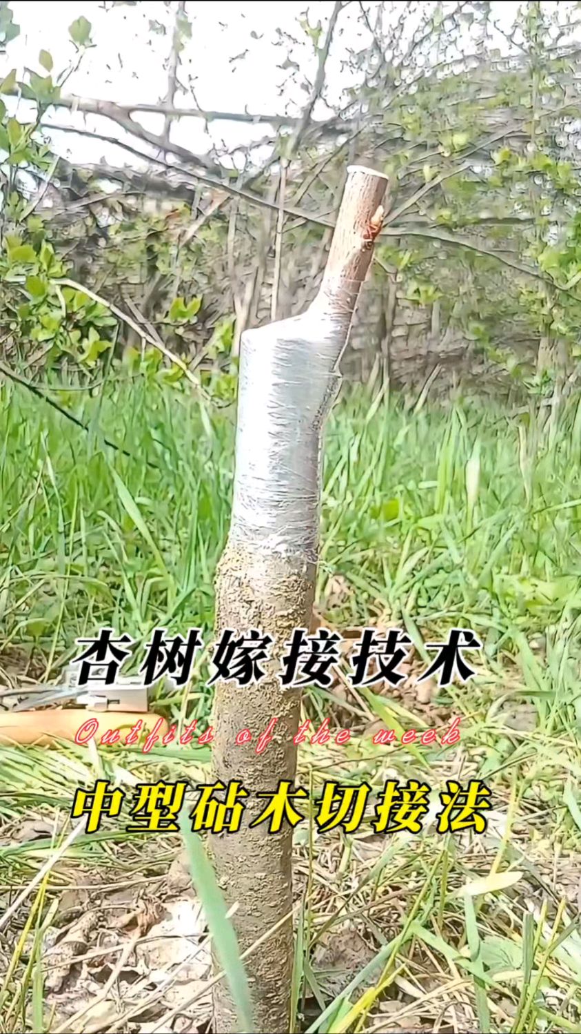 不同砧木嫁接出来的“杏树”后期会不一样